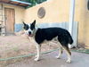 adoptable Dog in Pena Blanca, NM named COOPER