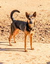 adoptable Dog in Pena Blanca, NM named ChiChi and GARY bonded pair