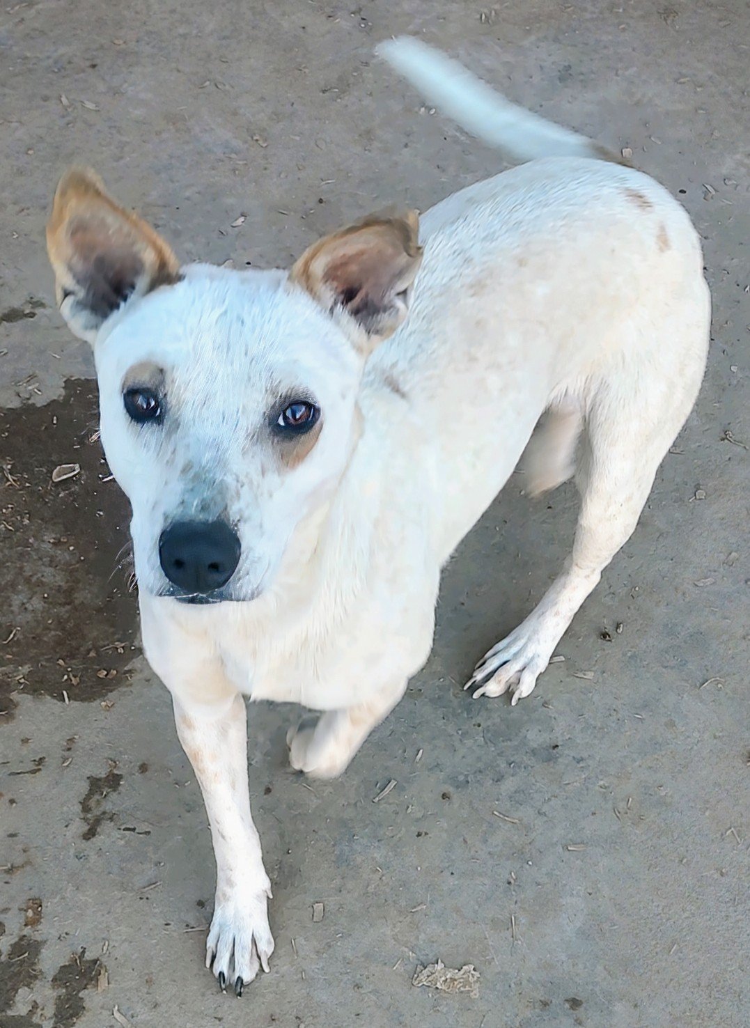 adoptable Dog in Pena Blanca, NM named BLANCA