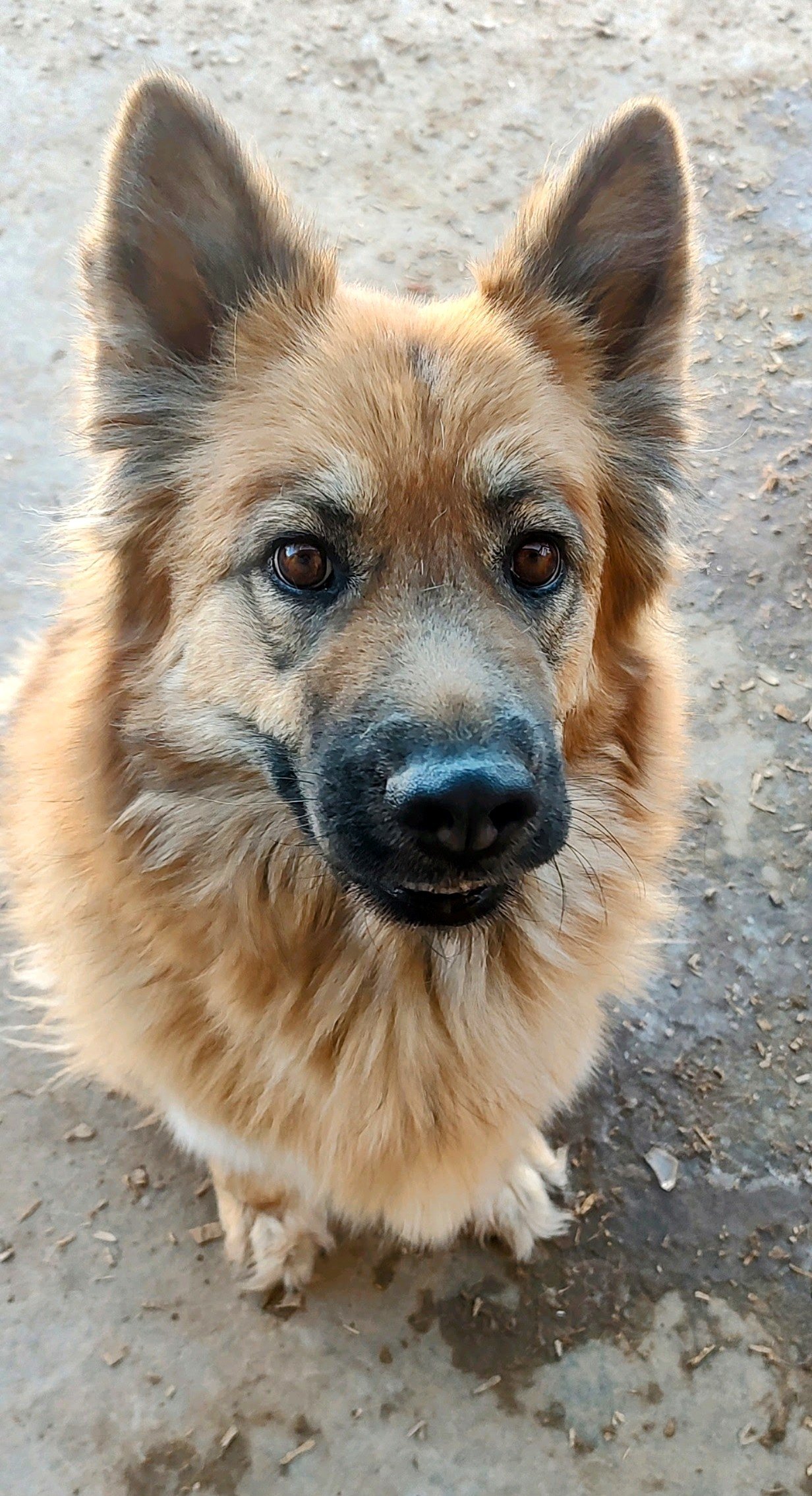 adoptable Dog in Pena Blanca, NM named CINNAMON