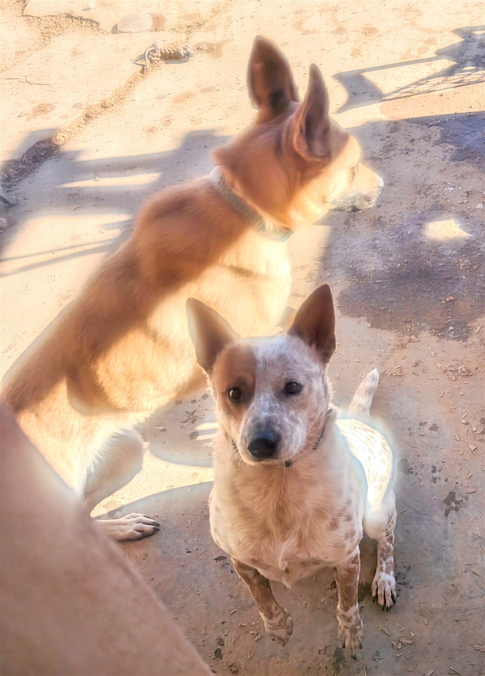 adoptable Dog in Pena Blanca, NM named RANDY
