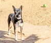 adoptable Dog in  named LILY