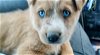 adoptable Dog in pena blanca, NM named KELSO