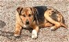 adoptable Dog in , NM named MOCHA