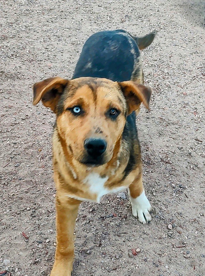 adoptable Dog in Pena Blanca, NM named BLUEY