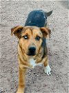 adoptable Dog in , NM named BLUEY