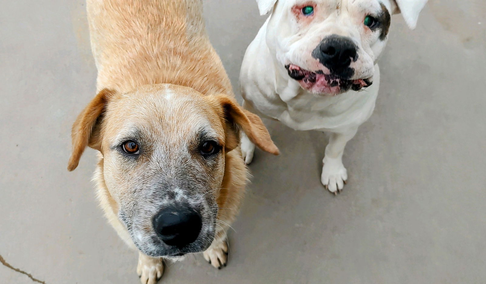 adoptable Dog in Pena Blanca, NM named POPPY & her seeing eye dog TOBER