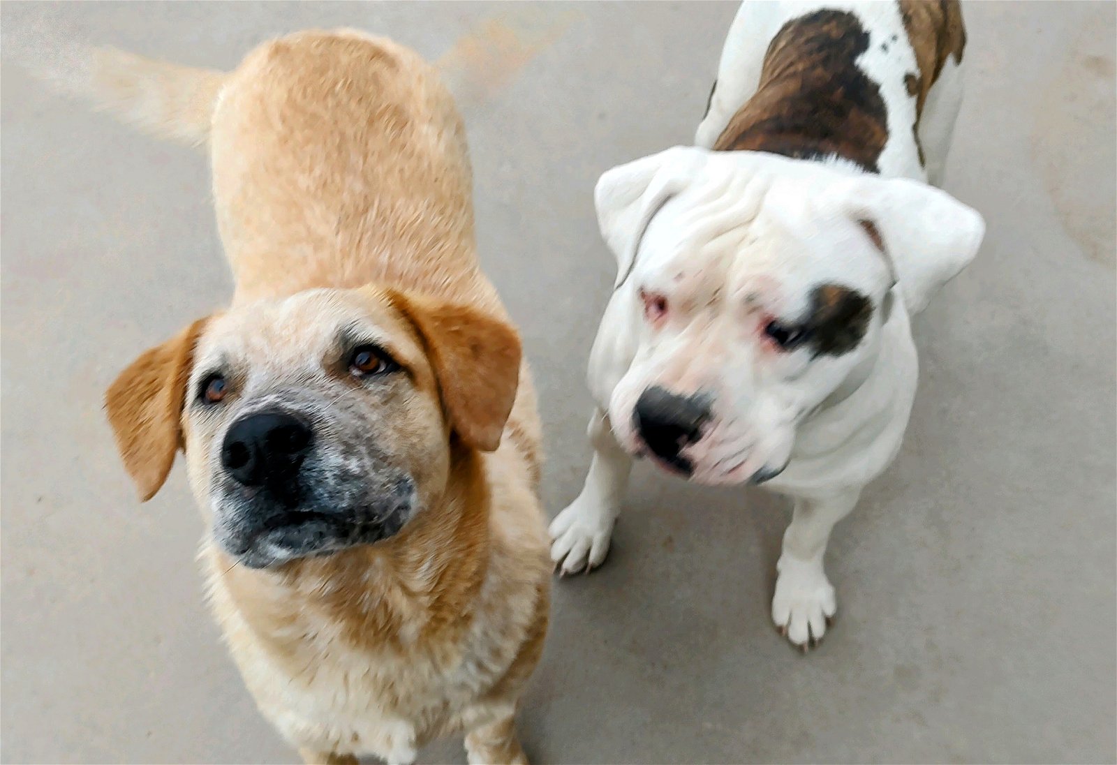 adoptable Dog in Pena Blanca, NM named TOBER & blind dog POPPY