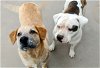 adoptable Dog in  named TOBER & blind dog POPPY