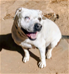 adoptable Dog in pena blanca, NM named JESSA