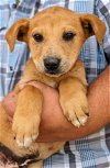 adoptable Dog in la, CA named HUGGY BOO
