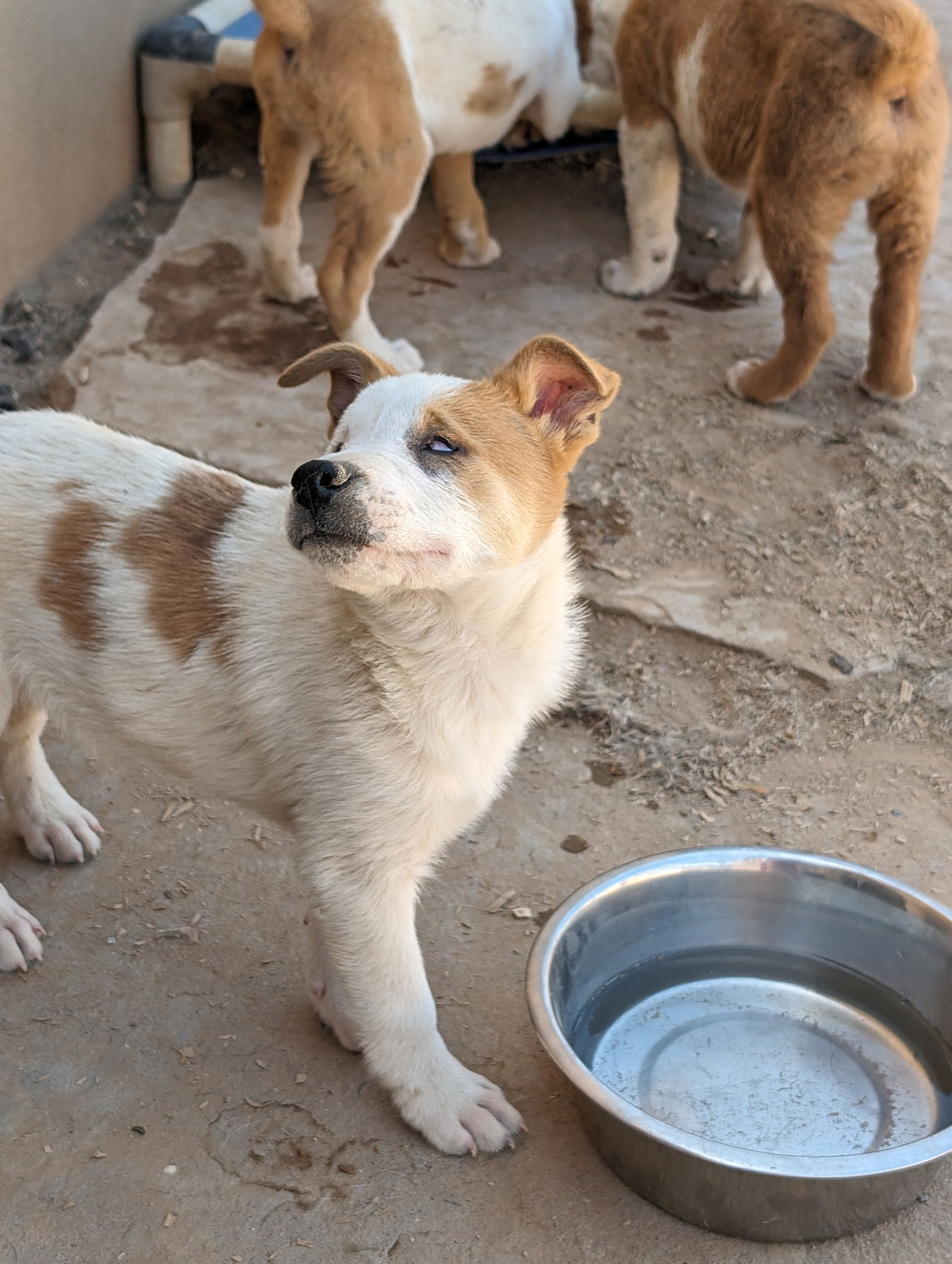 adoptable Dog in Pena Blanca, NM named ZIZI (special needs BLIND)