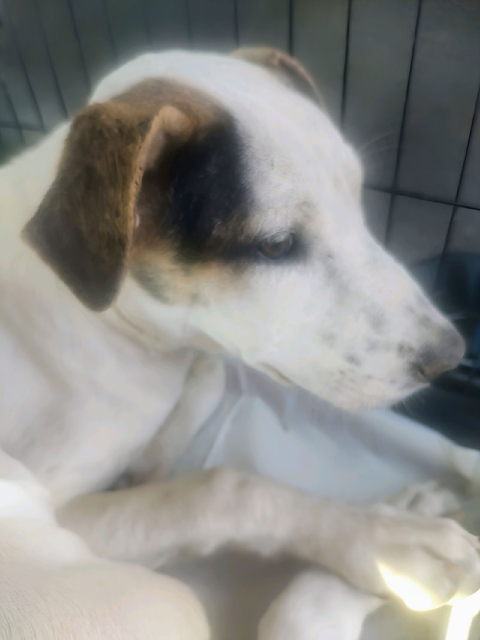 adoptable Dog in Pena Blanca, NM named HARDEE