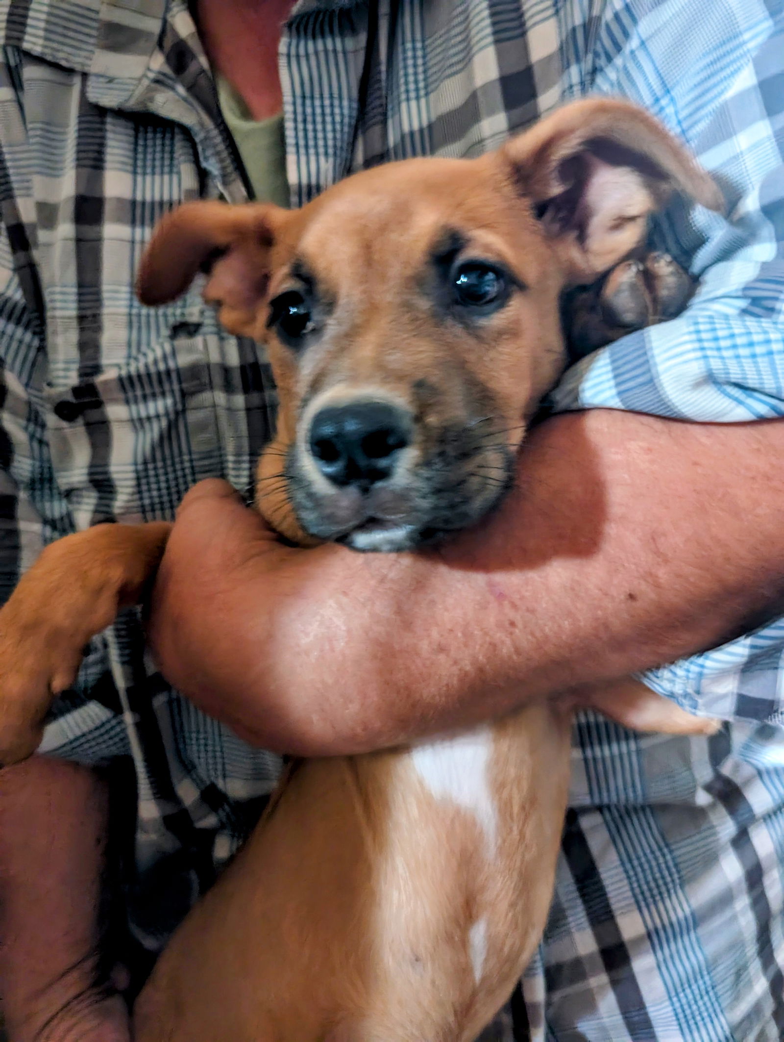 adoptable Dog in Pena Blanca, NM named XANDER (zander mander salamander :-)