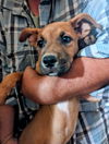 adoptable Dog in , NM named XANDER (zander mander salamander :-)