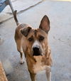 adoptable Dog in  named WOOKIE