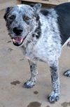 adoptable Dog in pena blanca, NM named KINGSLEY (amputee)