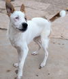 adoptable Dog in  named ZsaZsa&Zeke (bonded:special needs - BLIND)