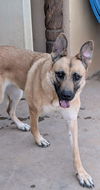 adoptable Dog in  named JANIE