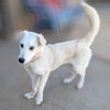 adoptable Dog in , NM named ARCHIE
