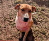 adoptable Dog in  named AIDEN