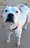 adoptable Dog in pena blanca, NM named SNOWY