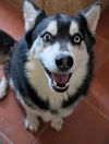 adoptable Dog in  named HUSKER