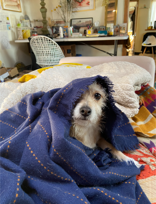 picture of the dog needing adoption