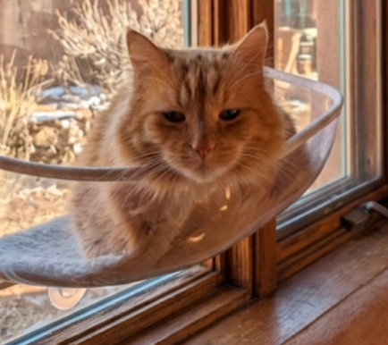 Sweetie MERINGUE