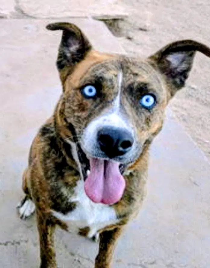 Gracie - Shepherd