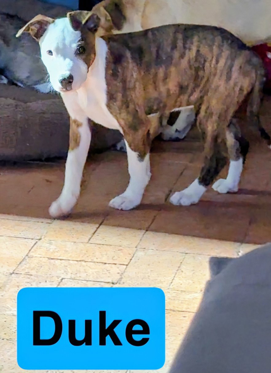 DUKE Image
