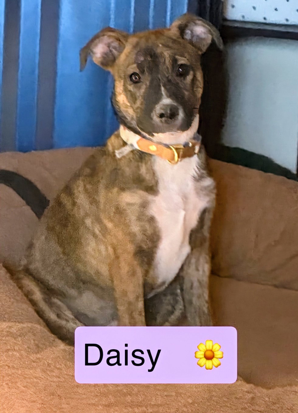 DAISY Image