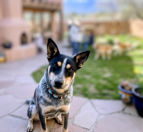 picture of the dog needing adoption