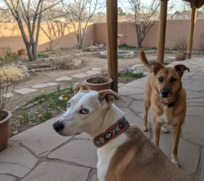 Daisy  Foley Bonded Pairspec Needs - Cattle Dog