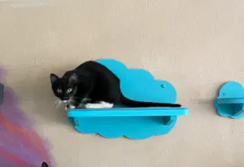 Chinook - Domestic Short Hair