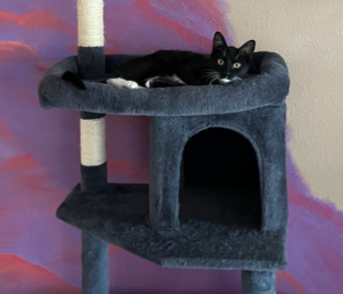 picture of the cat needing adoption
