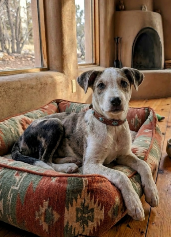 Australian Shepherd