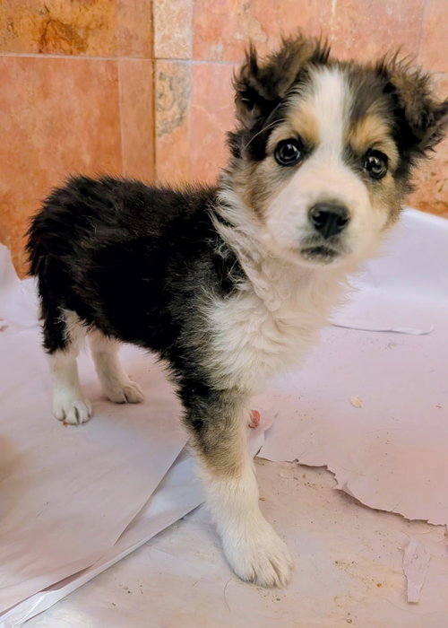 SOLA, an adoptable Australian Shepherd in Pena Blanca, NM