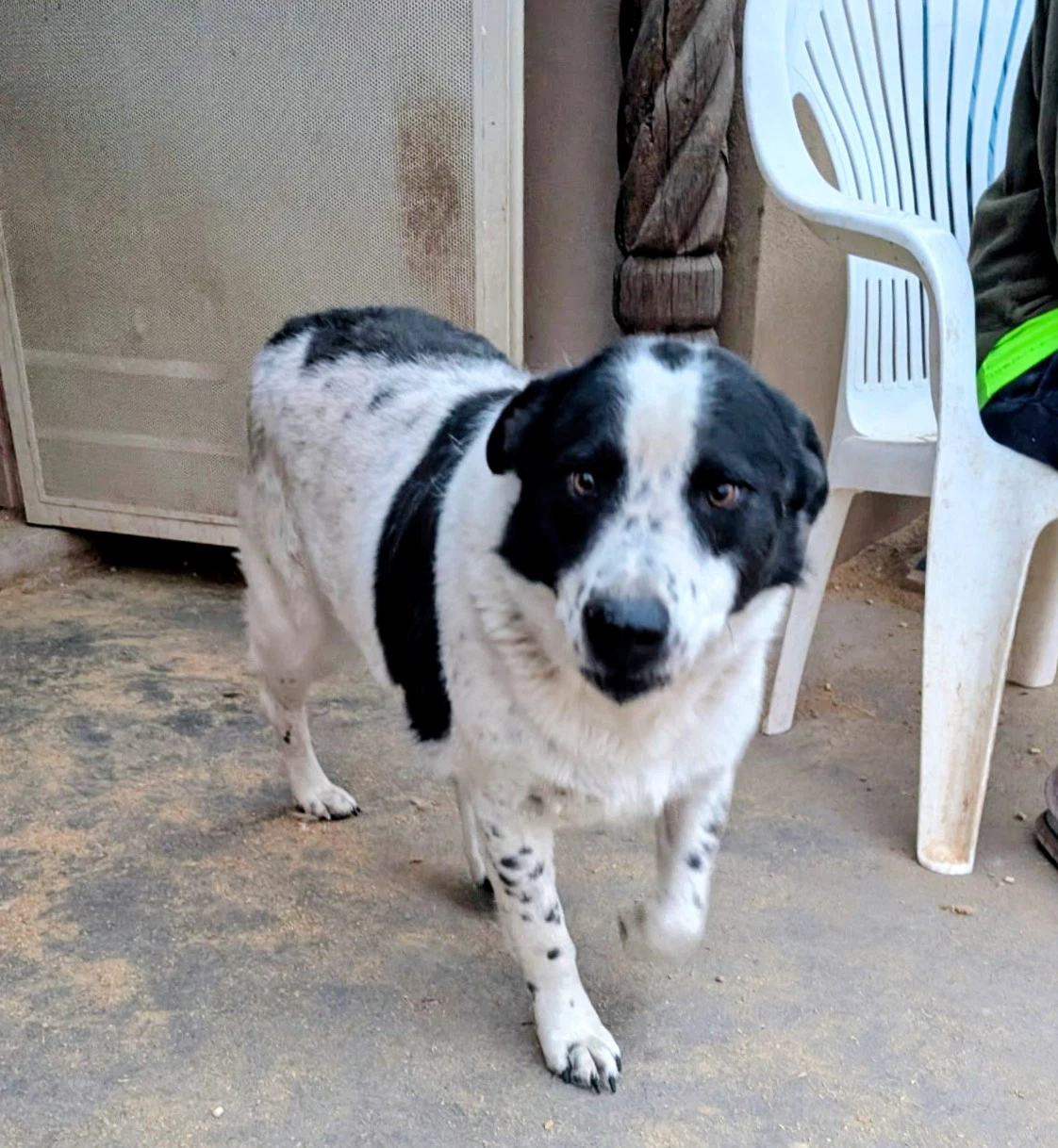 Oreo
