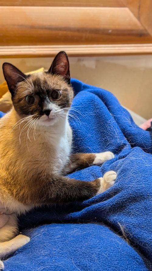 SUKI (mamma)