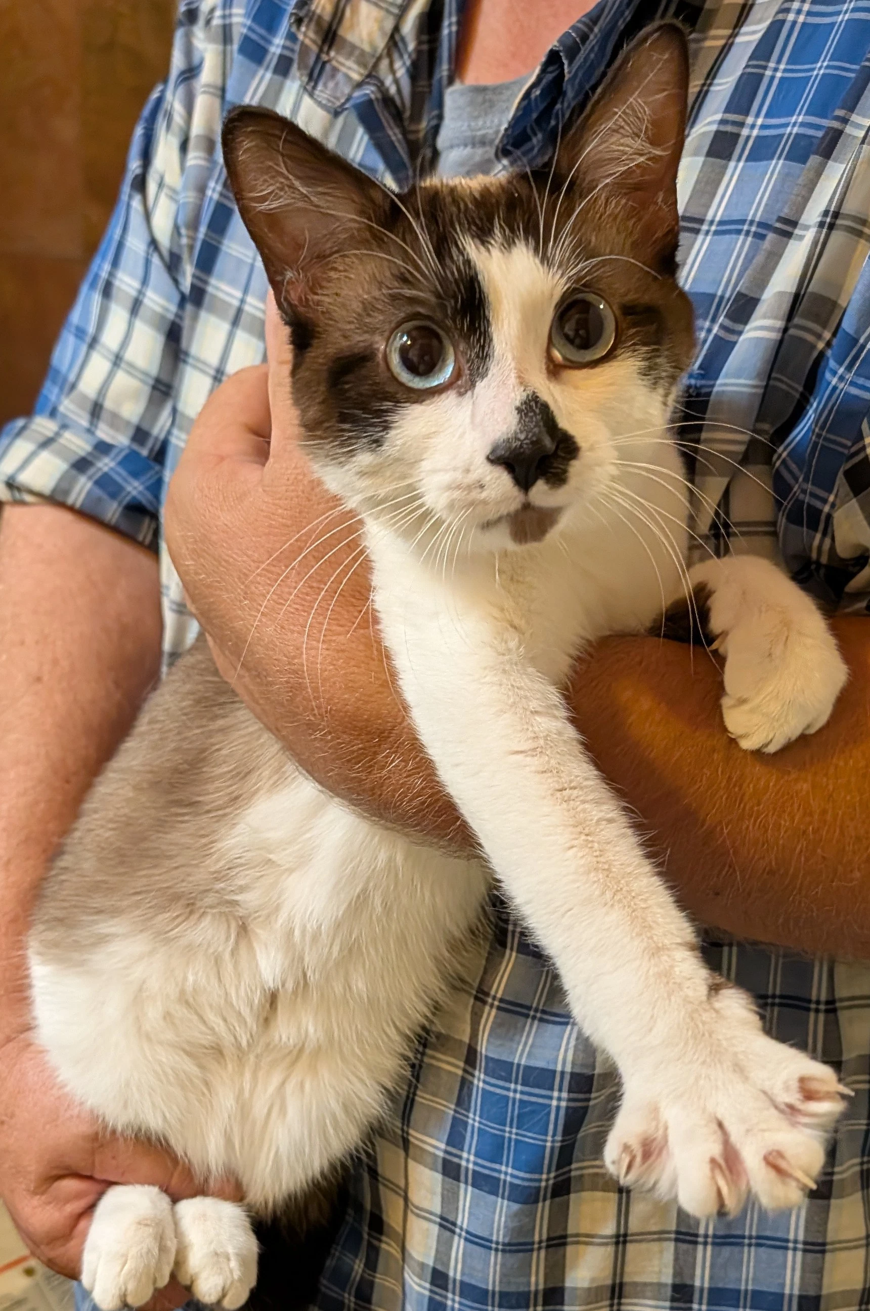 Nyxi