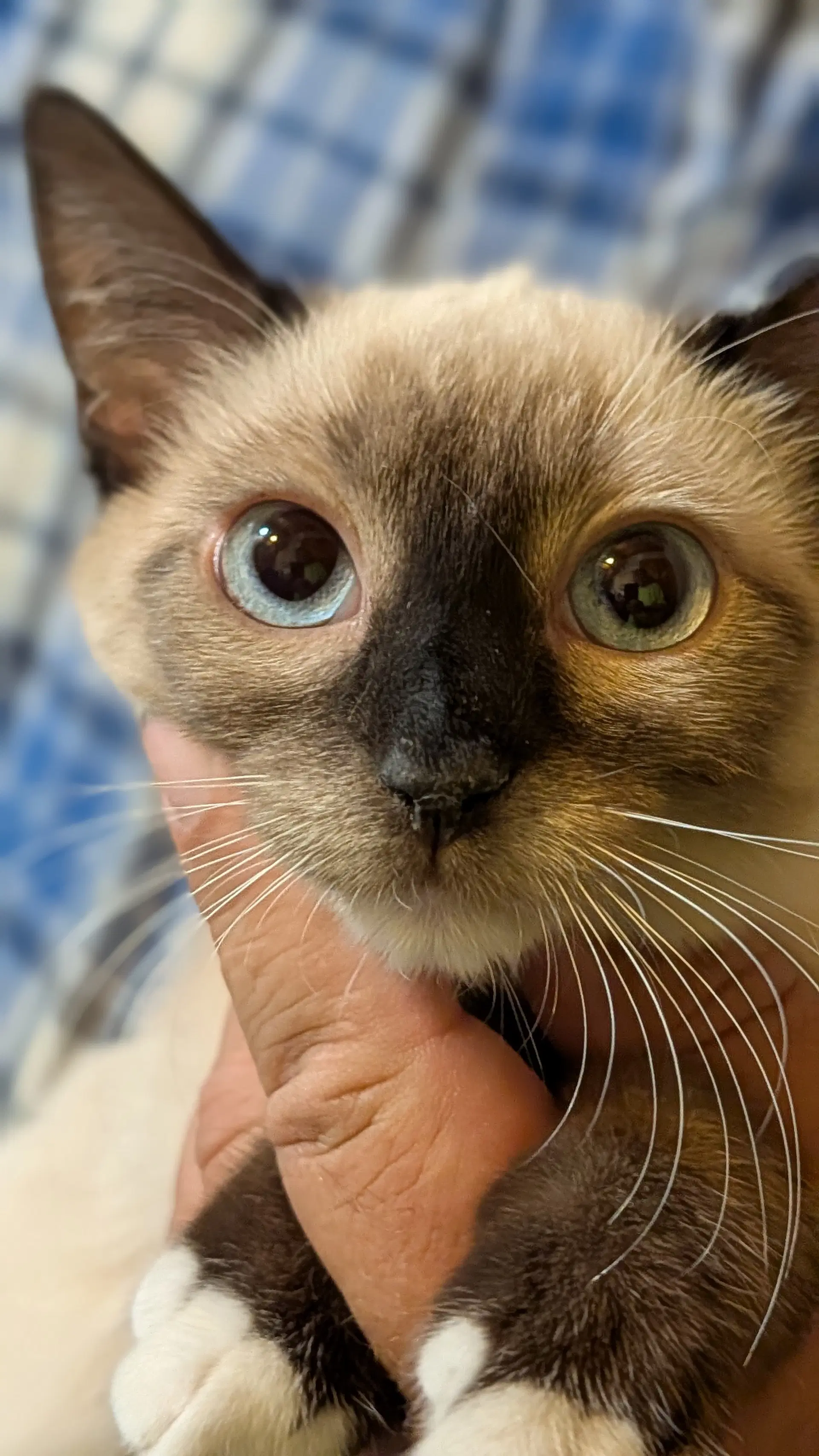 Liora Daughter - Siamese