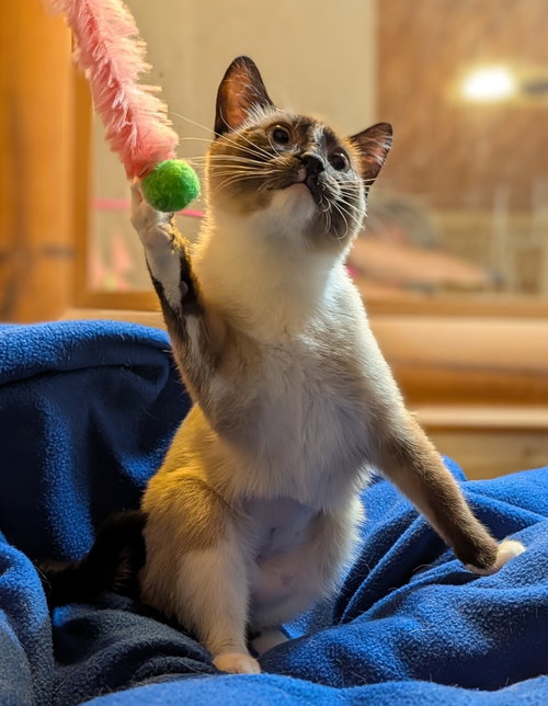 EVIE (daughter)