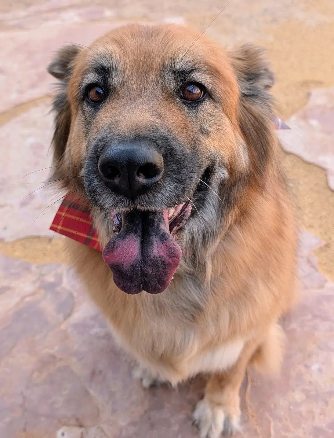 Willow - Shepherd