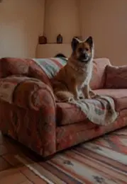 Willow image 3