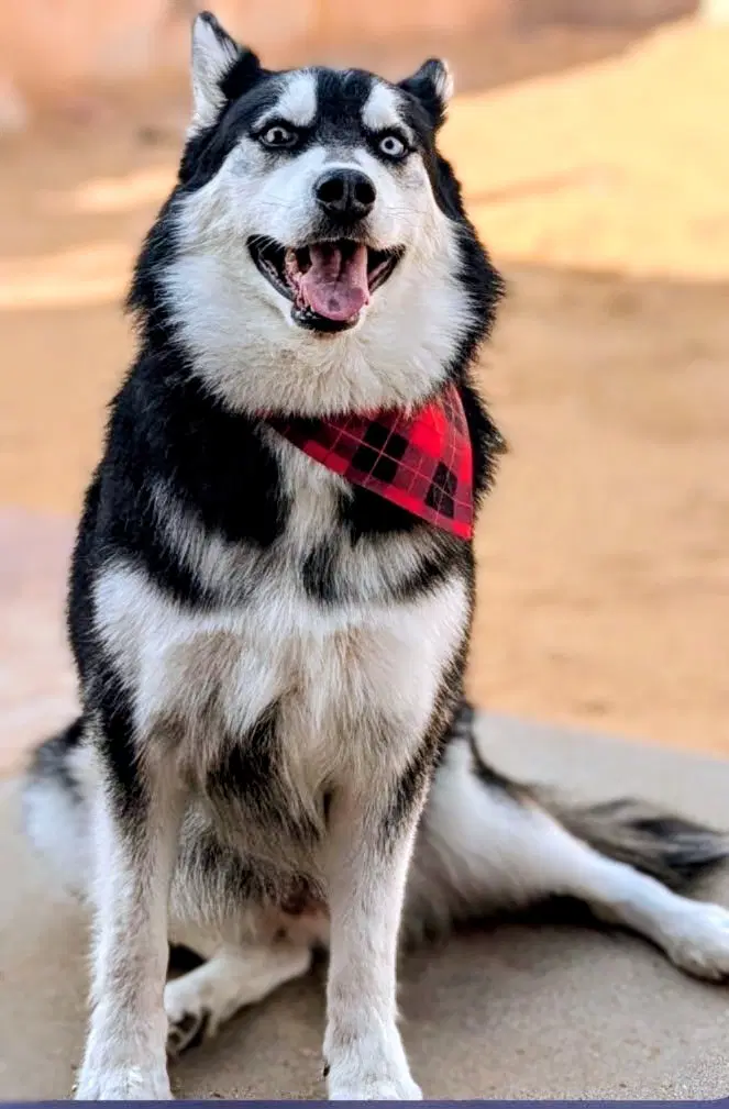 Husker The Husky - Husky
