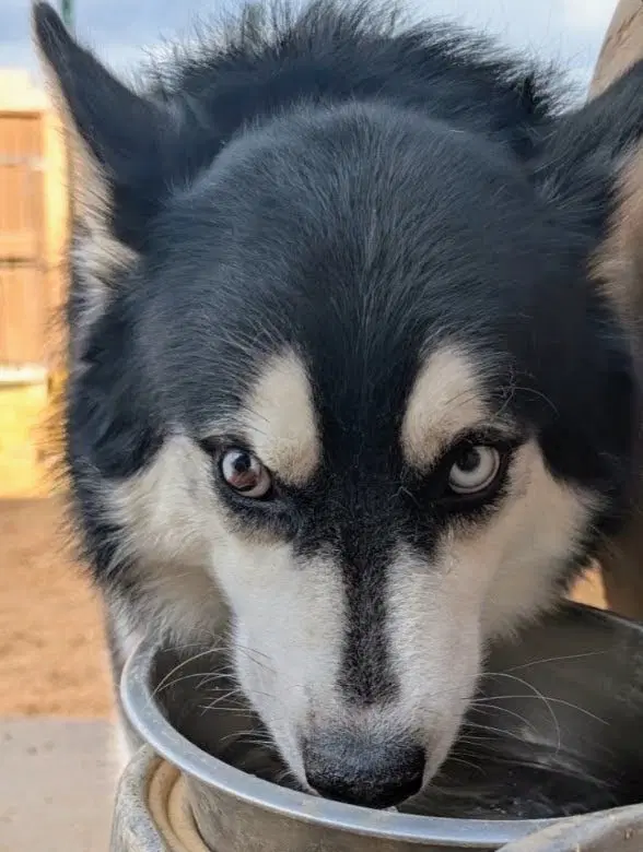 Husker The Husky image 2