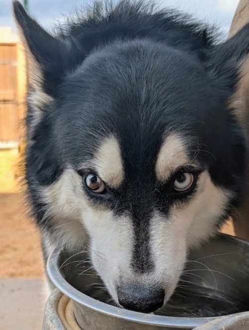 Photo 2 of HUSKER the Husky