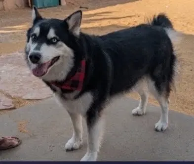 Husker The Husky image 3