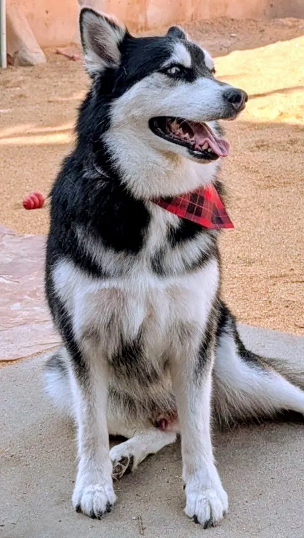 Husker The Husky image 4